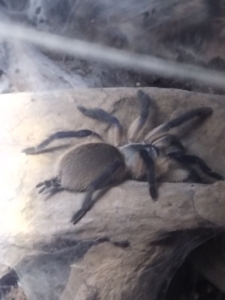 Monocentropus balfouri Vogelspinne